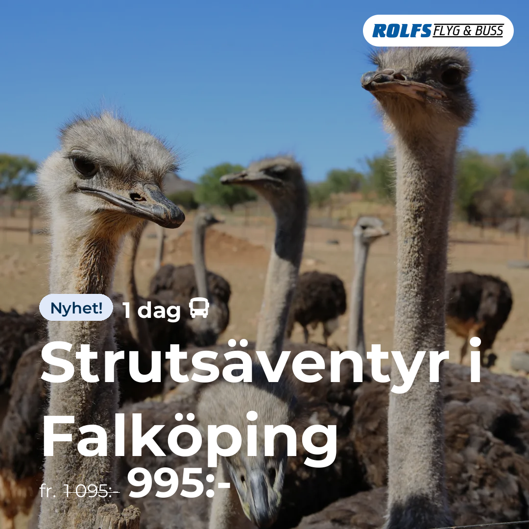 Strutsäventyr i Falköping