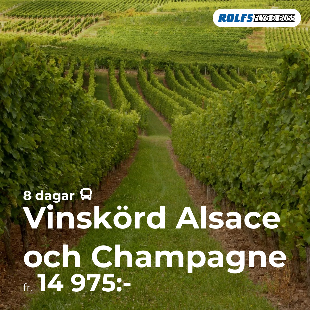 Vinskörd Alsace och Champagne