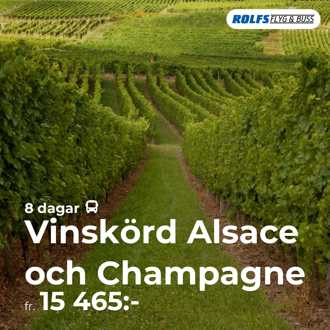 Vinskörd Alsace och Champagne - 8 dagar