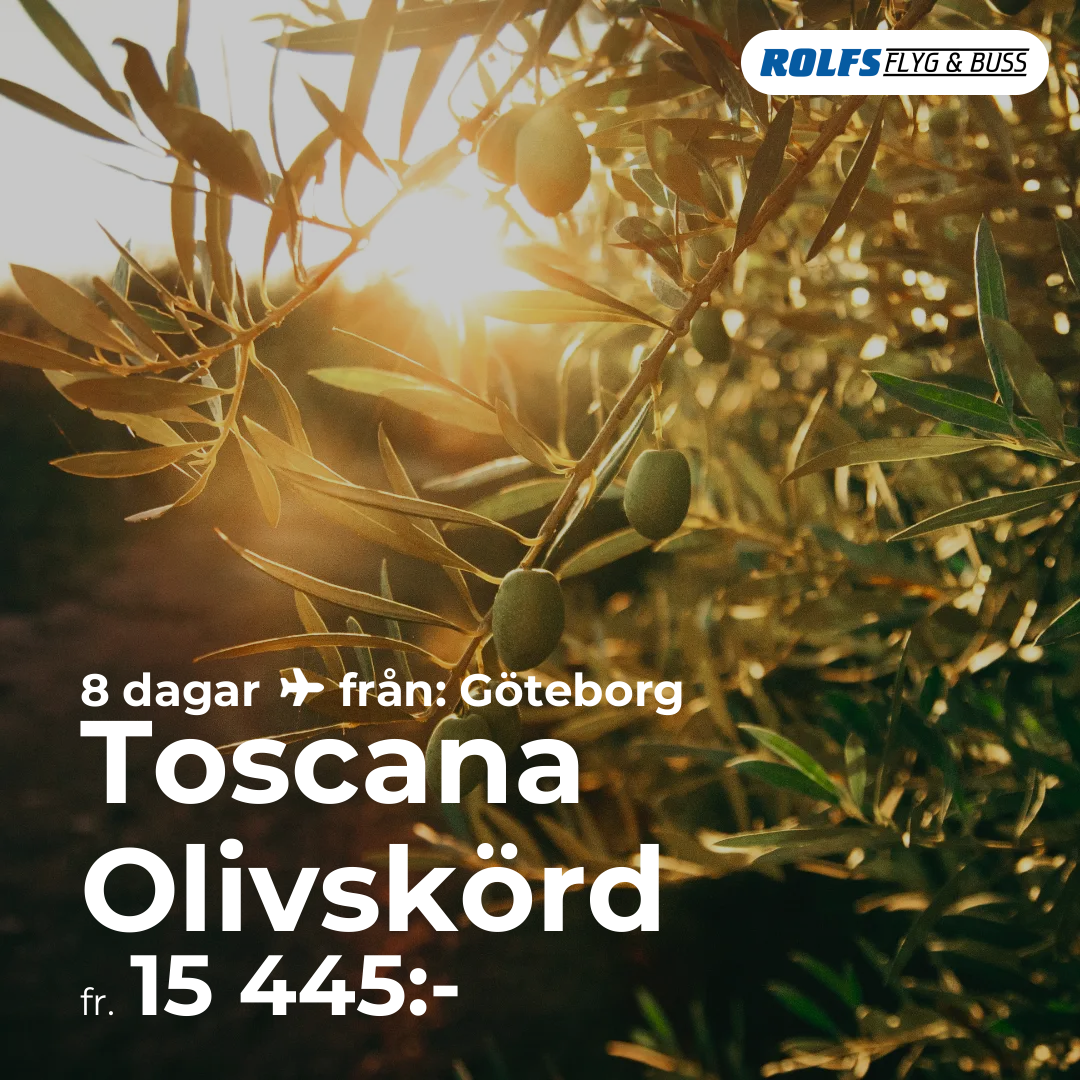 Toscana Olivskörd