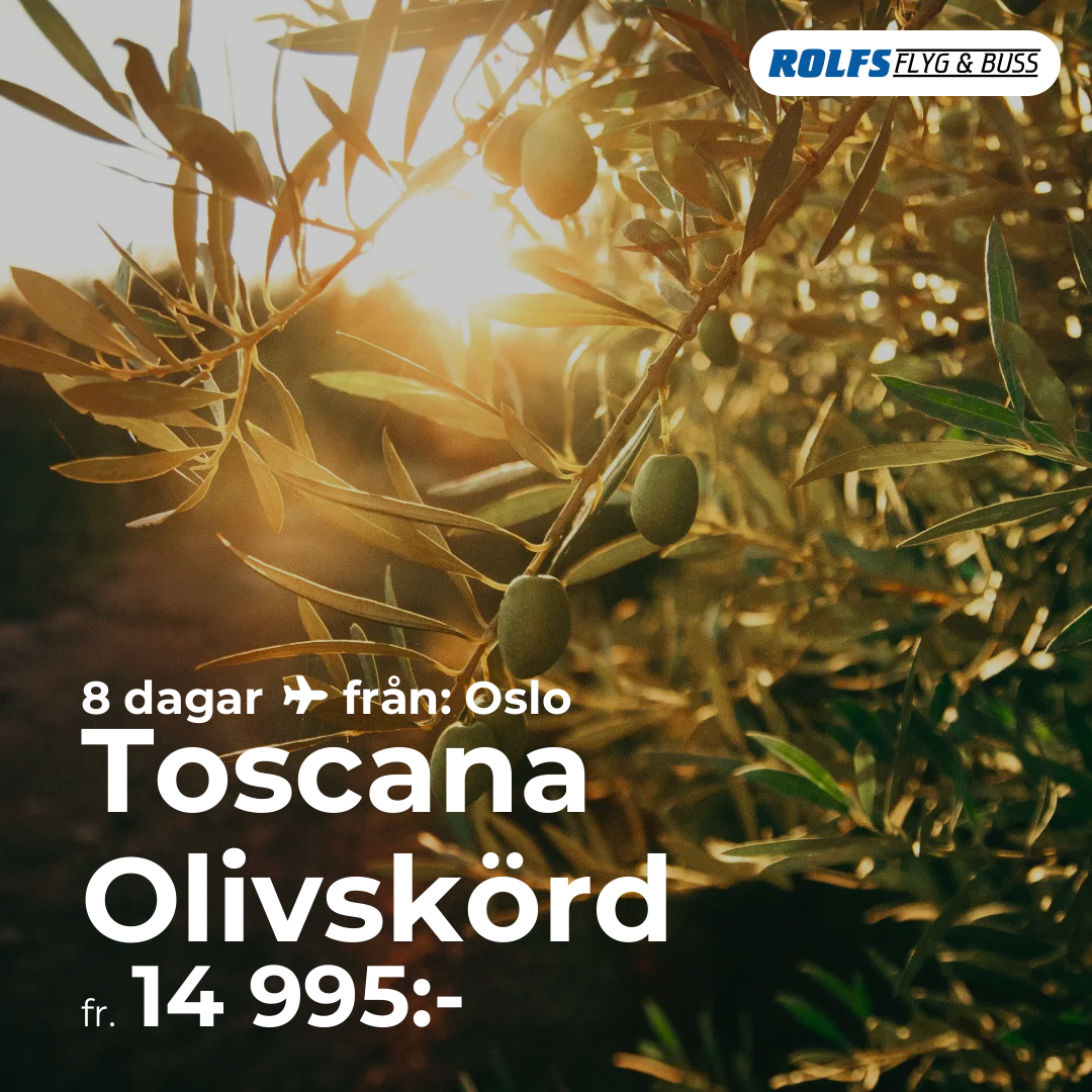 Toscana Olivskörd